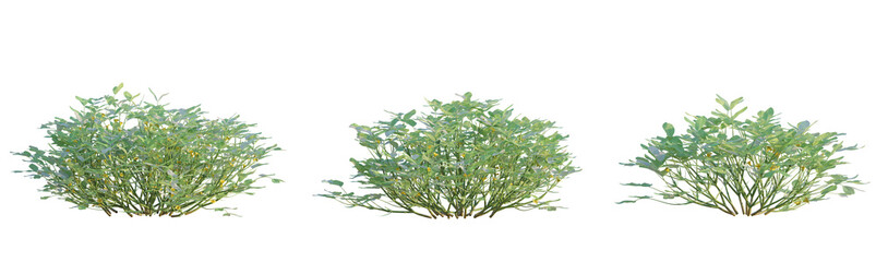Arachis hypogaea tree png 4k cutout transparent isolate
