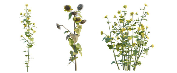 Helianthus annuus tree png 4k cutout transparent isolate