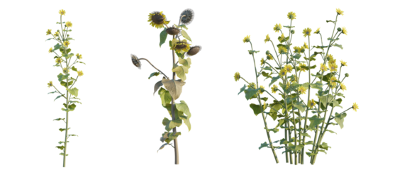 Helianthus annuus tree png 4k cutout transparent isolate
