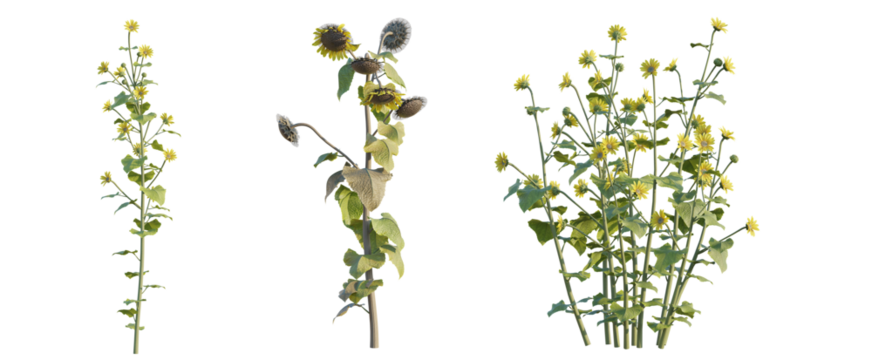 Helianthus annuus tree png 4k cutout transparent isolate
