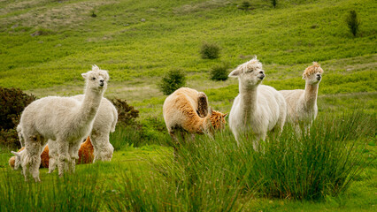 Group of various colours alpacas grazing together in the meadow surrounded by lovely landscape enjoying the nice weather. Alpacas are known for animal-assisted therapy or pet therapy.