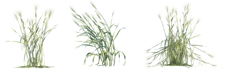 Triticum aestivum tree png 4k cutout transparent isolate