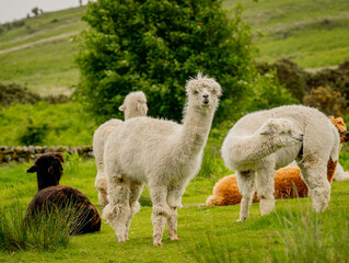 Group of various colours alpacas grazing together in the meadow surrounded by lovely landscape enjoying the nice weather. Alpacas are known for animal-assisted therapy or pet therapy.