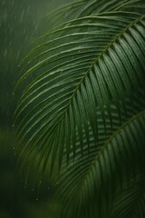 Rain Falling on Palm Leaves