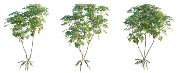 Manihot esculenta tree png 4k cutout transparent isolate