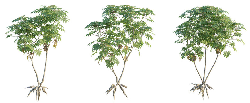 Manihot esculenta tree png 4k cutout transparent isolate