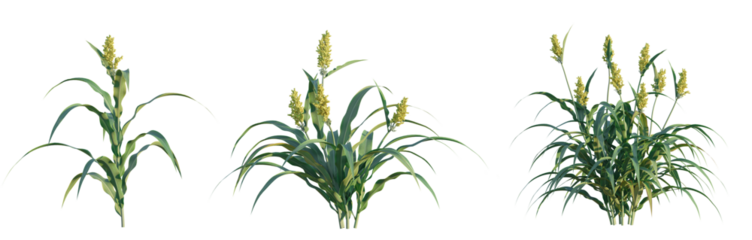 Sorghum bicolor tree png 4k cutout transparent isolate