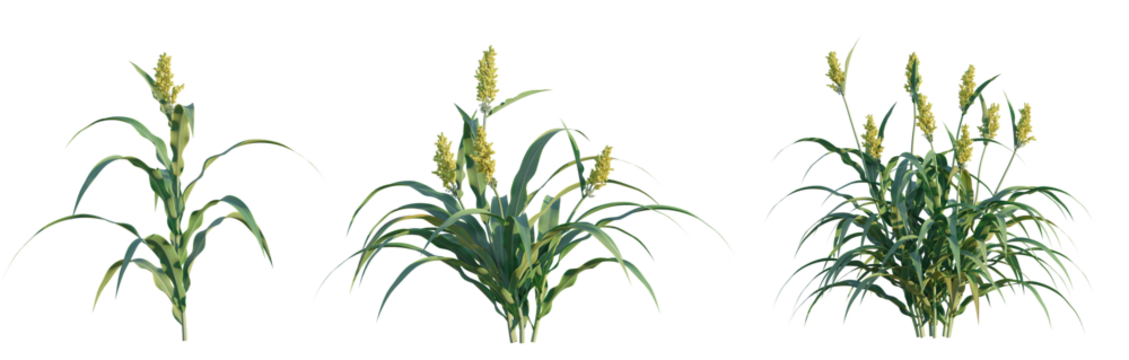 Sorghum bicolor tree png 4k cutout transparent isolate