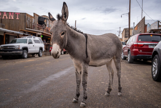 A wild donkey walks the streets in Oatman, Arizona, with Route 66 mural.