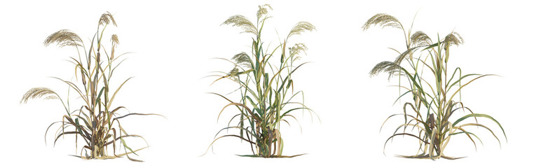 Panicum miliaceum tree png 4k cutout transparent isolate