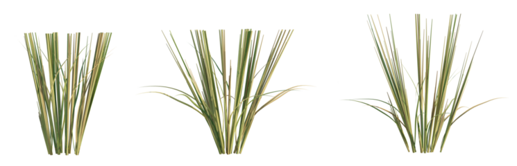 Oryza sativa tree png 4k cutout transparent isolate