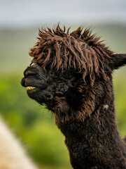 Cute dark brown alpaca portrait standing surrounded by green meadows. Curly chocolate brown haired adorable animal used for human therapy and wool.
