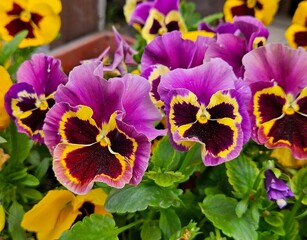 Pansies blooming summer garden closeup. purple yellow pansies in springtime blossom