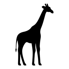 Silhouette of a giraffe, isolated against a white background, standing tall