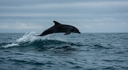 Fototapeta premium Dolphin leaping over ocean wave