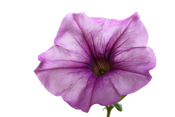 Close-up of a Delicate Light Purple Petunia Flower with Soft Petals