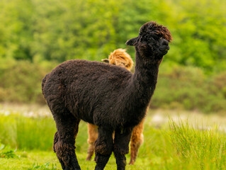 Dark brown alpaca standing in front of another one, chocolate brown alpaca surrounded by vast greenery of a Galloway landscape