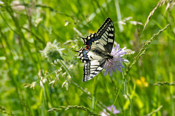 Old World Swallowtail or common yellow swallowtail (Papilio machaon) sitting on a small scabious in Zurich, Switzerland