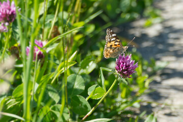 Painted Lady (Vanessa Cardui) Butterfly perched on pink flower in Zurich, Switzerland
