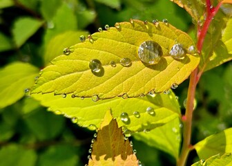 A macro shot of water droplet on sunny green leaf in the park with blur background. After the rain...