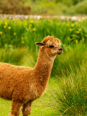 Cute brown alpaca portrait standing surrounded by green meadows.