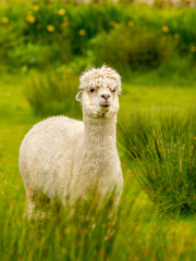 White alpaca male with visible psoriasis inflamation around his eye. Skin condition affecting face of an animal causing itch, pain and discomfort. Medicine for it is not available due to Brexit.