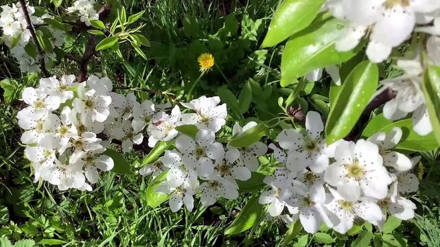 Pyrus Communis Blossoms in Wind, Pollination Season, HD Macro
