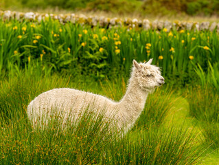 Creamy colour alpaca standing in the meadow surrounded by hills and trees. Freely grazing animal enjoying the weather and looking around. Alpacas are known for animal-assisted therapy or pet therapy