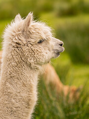 Creamy colour alpaca standing in the meadow surrounded by hills and trees. Freely grazing animal enjoying the weather and looking around. Alpacas are known for animal-assisted therapy or pet therapy