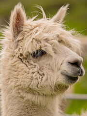 Closeup portrait of adorable white alpaca during a daily graze in Scottish Galloway hills. Beautiful furry animal on bright blurry green and flowery background.