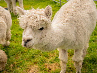 Closeup portrait of adorable white alpaca during a daily graze in Scottish Galloway hills. Beautiful furry animal on bright blurry green and flowery background.