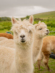 Group of various colours alpacas standing together in the outdoor enclosure surrounded by lovely landscape enjoying the nice weather. Alpacas are known for animal-assisted therapy or pet therapy.