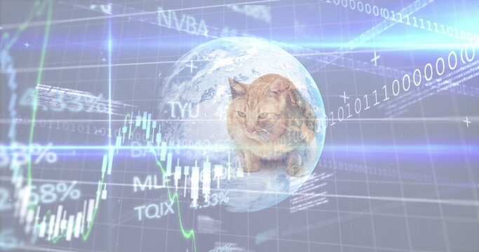 Fototapeta Image of financial data processing and globe over cat