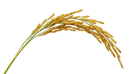 Golden Rice Paddy Close-up of Ripe Rice Grains on White Background