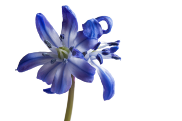 Stunning Close-Up of a Blue Scilla Flower on White Background