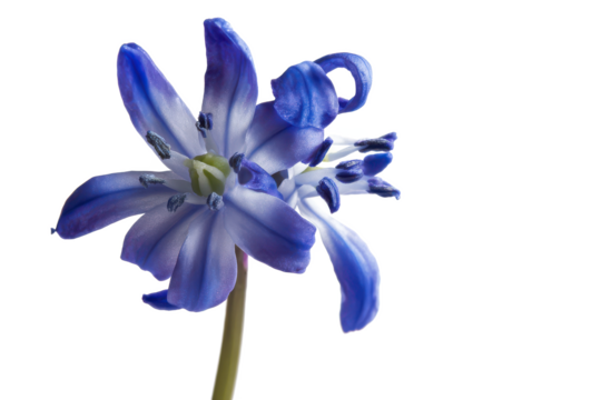 Stunning Close-Up of a Blue Scilla Flower on White Background