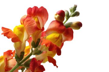 Vibrant Snapdragon Flowers Red and Yellow Blooms on White Background