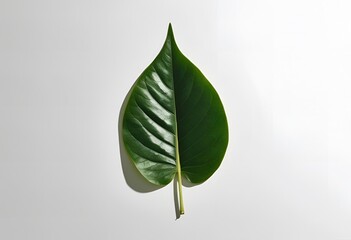 Fototapeta premium A single green leaf, photographed against a white background.