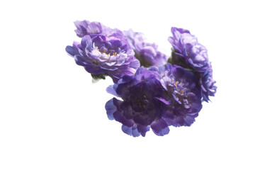 Obraz premium Stunning Purple Flowers A Close-Up View of Delicate Blooms