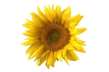 Vibrant Yellow Sunflower Close-Up Nature's Golden Beauty