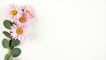 Fototapeta premium Delicate Pink Daisies and Eucalyptus Branch on White Background