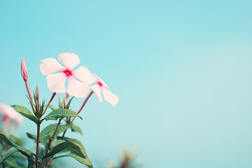 Delicate Pink Blooms Against a Serene Blue Sky