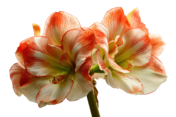 Stunning Close-Up of Peach and White Amaryllis Flowers