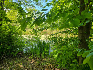 Enchanted Forest Swamp Mystical Wilderness Landscape