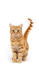 Fototapeta premium Ginger's Golden Gaze AI Generated