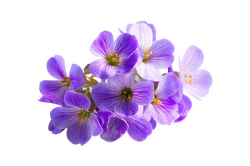 Vibrant Purple Flowers Close-up Bouquet of Delicate Blooms