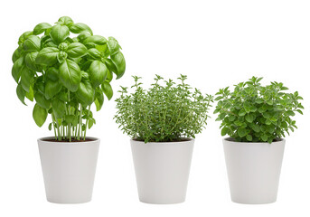Fresh basil thyme oregano herbs in pots isolated on transparent background