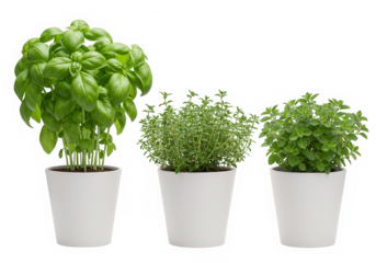 Fresh basil thyme oregano herbs in pots isolated on transparent background