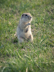 A prairie dog standing on its hind legs on a grassy lawn