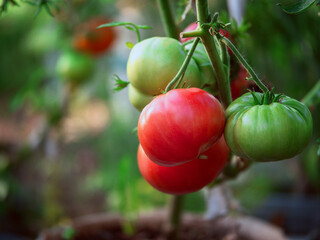 A bunch of ripe red tomatoes hanging from a plant. The tomatoes are all different sizes and are clustered together. Growing organic product in a green house. Hobby and business